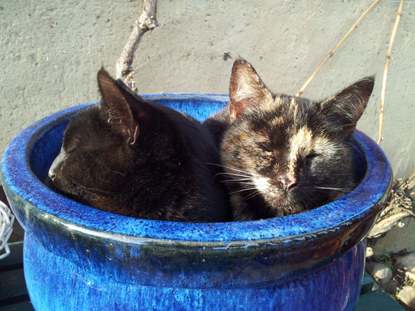 Maja&Moorle